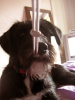 184_oomees-camera-strap.jpg
