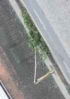 197_silverbirch01.jpg